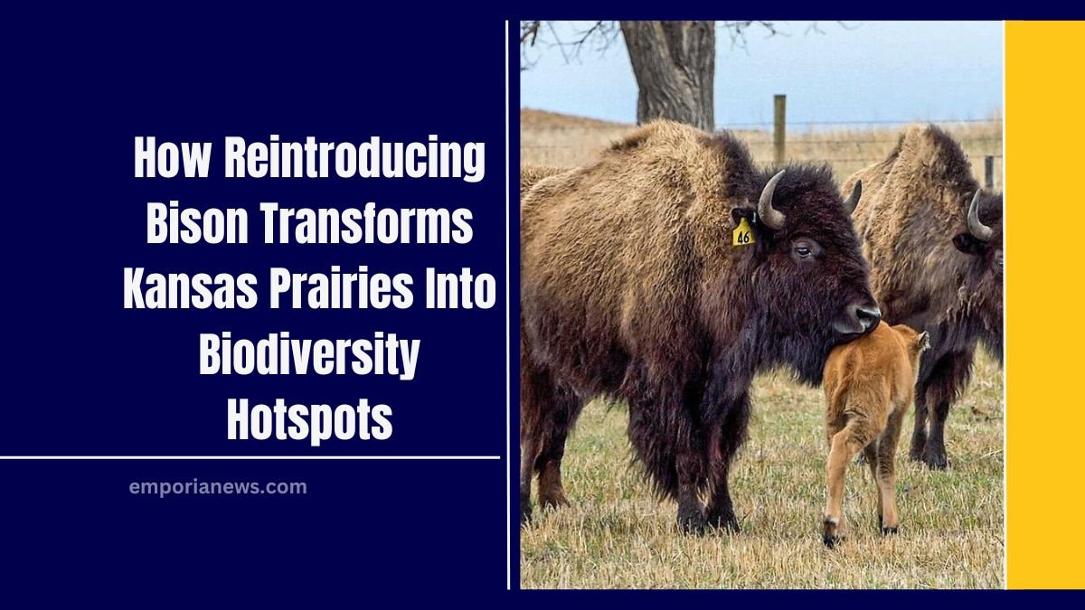 How Reintroducing Bison Transforms Kansas Prairies Into Biodiversity Hotspots