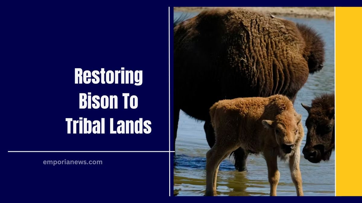 Restoring Bison To Tribal Lands: How Indigenous Tribes Are Reclaiming Heritage And Revitalizing Ecosystems