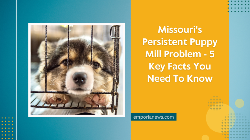 Missouri's Persistent Puppy Mill Problem - 5 Key Facts You Need To Know