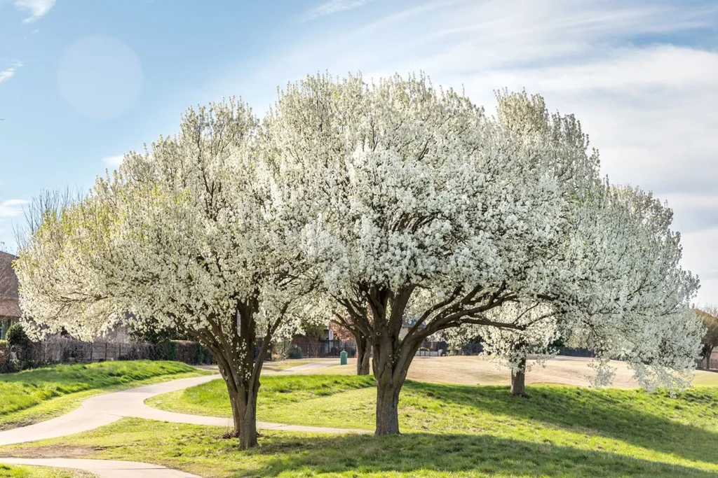 Unwanted Bloom The Callery Pear Tree's Growing Problem In Kansas