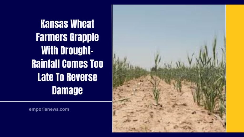 Kansas Wheat Farmers Grapple With Drought- Rainfall Comes Too Late To Reverse Damage