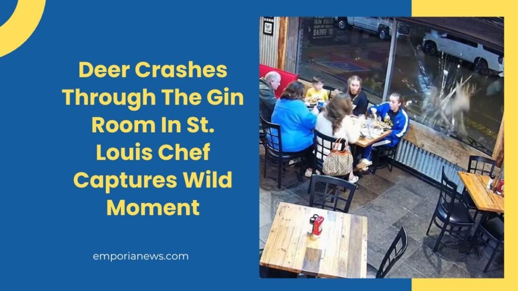 Deer Crashes Through The Gin Room In St. Louis Chef Captures Wild Moment