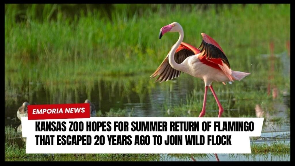 Kansas Zoo Hopes for Summer Return of Flamingo That Escaped 20 Years Ago to Join Wild Flock