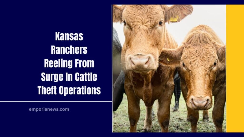 Kansas Ranchers Reeling From Surge In Cattle Theft Operations