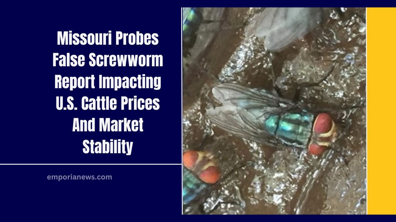 Missouri Probes False Screwworm Report Impacting U.S. Cattle Prices And Market Stability