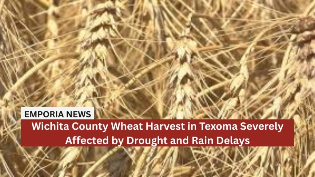 Wichita County Wheat Harvest in Texoma Severely Affected by Drought and Rain Delays