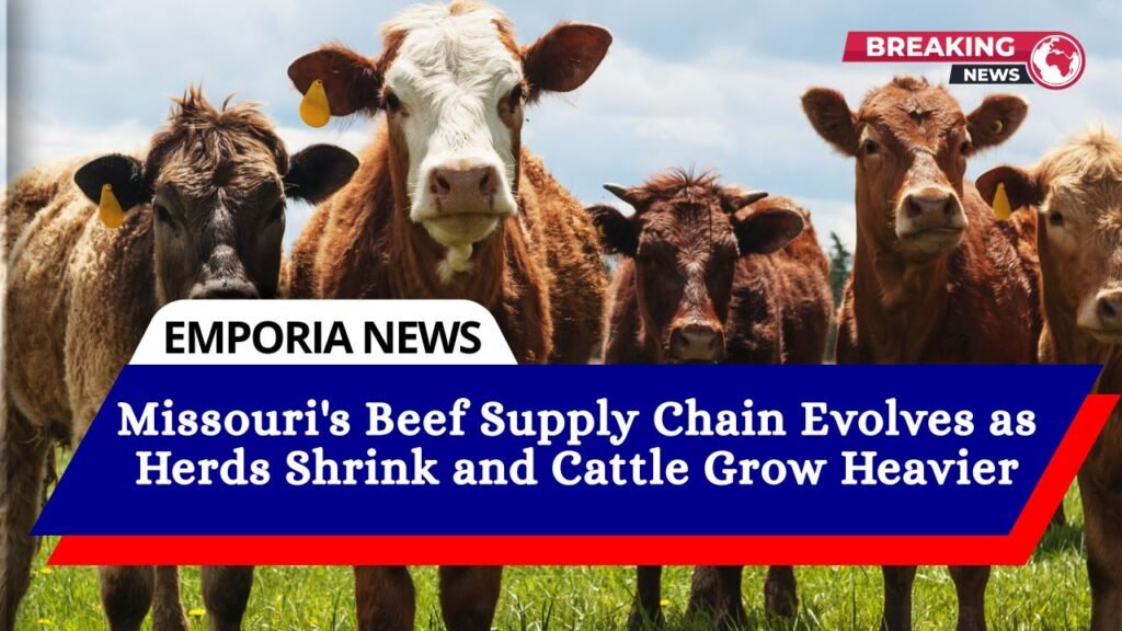 Missouri's Beef Supply Chain Evolves as Herds Shrink and Cattle Grow Heavier