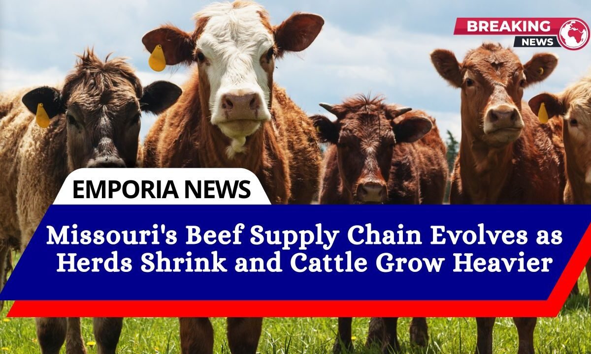 Missouri's Beef Supply Chain Evolves as Herds Shrink and Cattle Grow Heavier