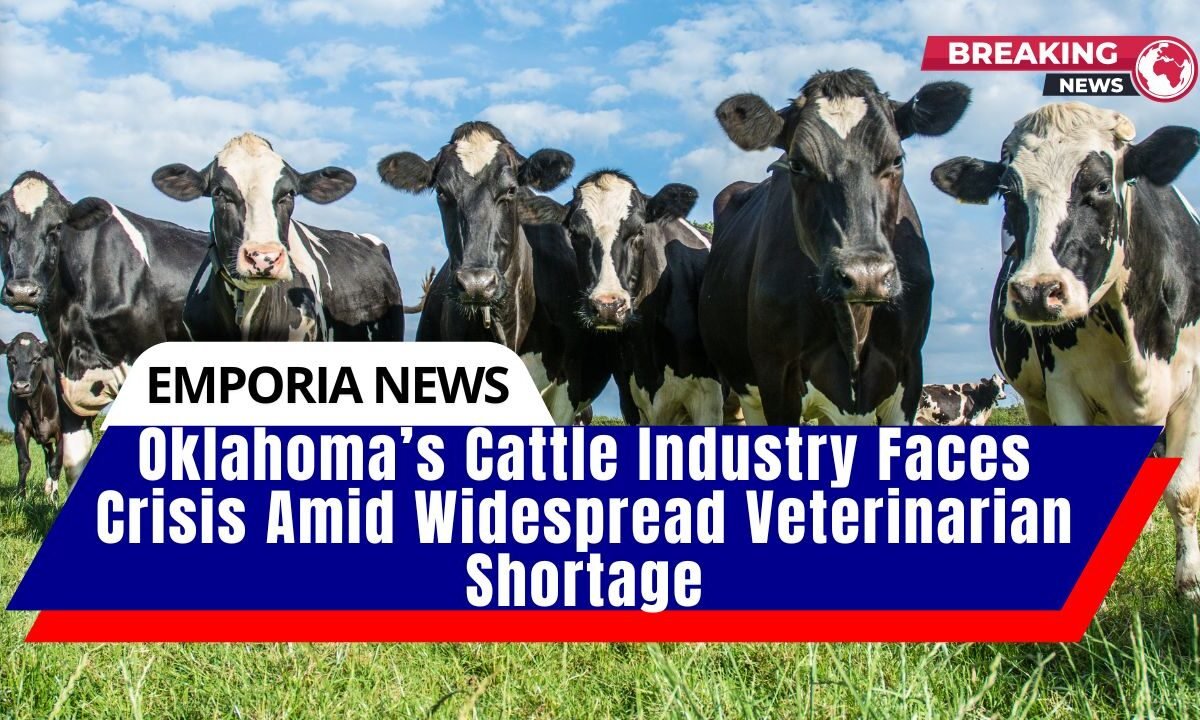 Oklahoma’s Cattle Industry Faces Crisis Amid Widespread Veterinarian Shortage