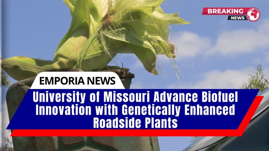 University of Missouri Advance Biofuel Innovation with Genetically Enhanced Roadside Plants