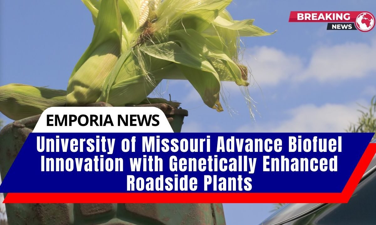 University of Missouri Advance Biofuel Innovation with Genetically Enhanced Roadside Plants