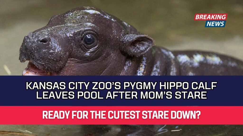 Kansas City Zoo’s Pygmy Hippo Calf Leaves Pool After Mom’s Stare