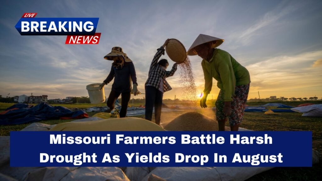 Missouri Farmers Battle Harsh Drought As Yields Drop In August
