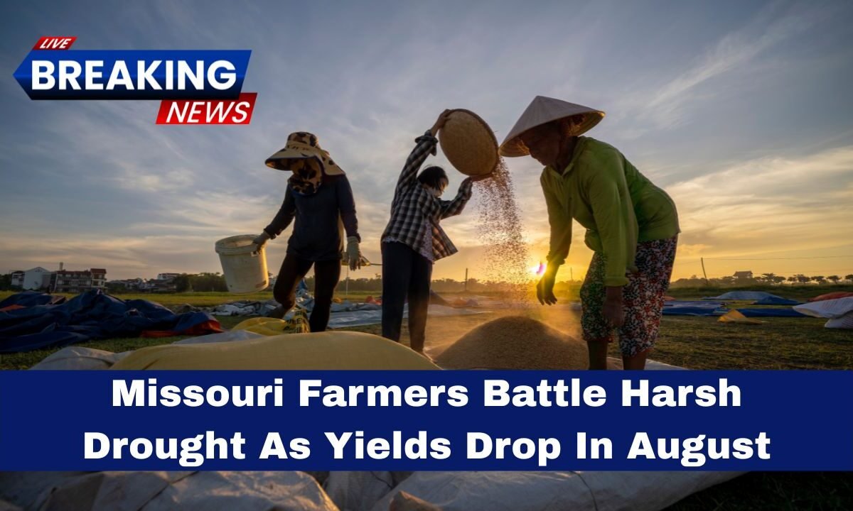 Missouri Farmers Battle Harsh Drought As Yields Drop In August
