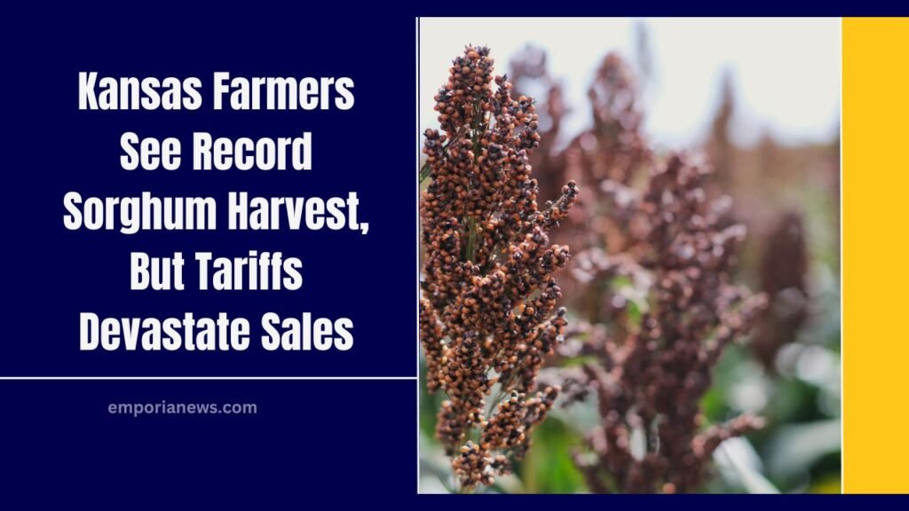 Kansas Farmers See Record Sorghum Harvest, But Tariffs Devastate Sales