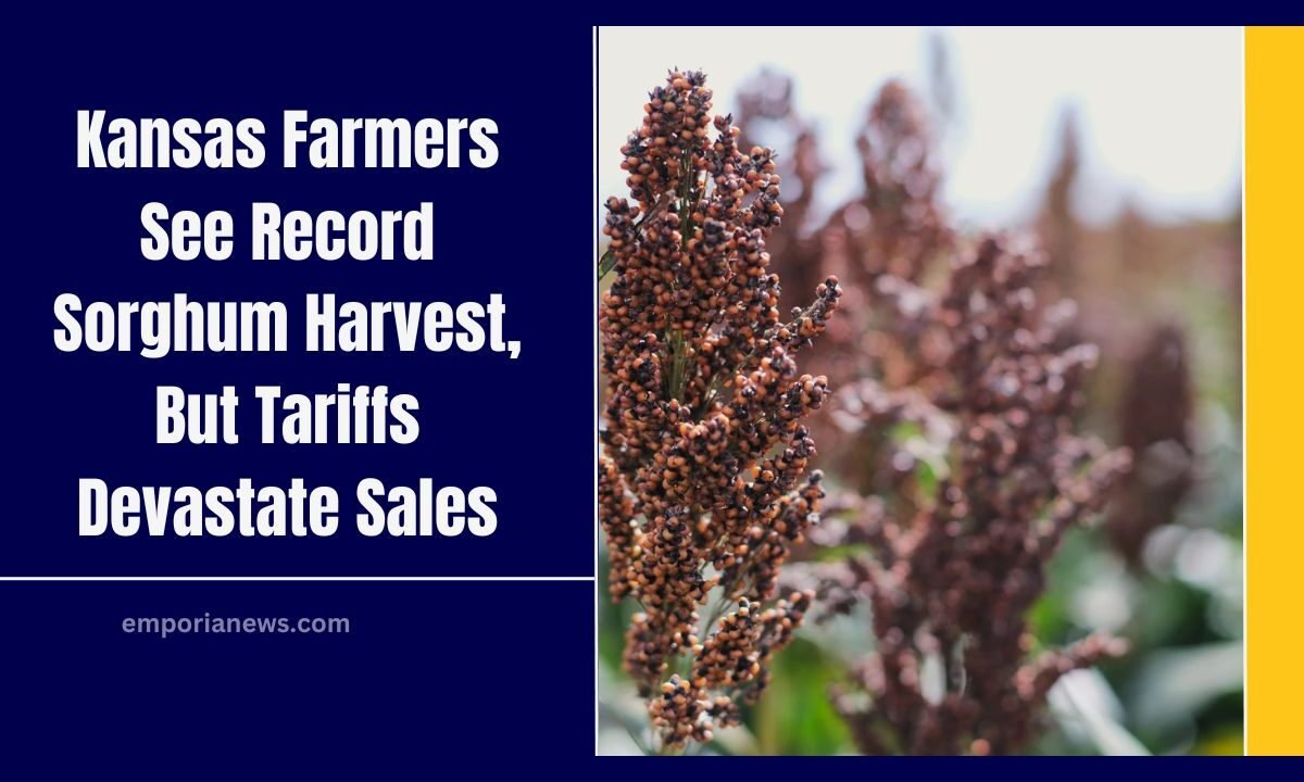 Kansas Farmers See Record Sorghum Harvest, But Tariffs Devastate Sales