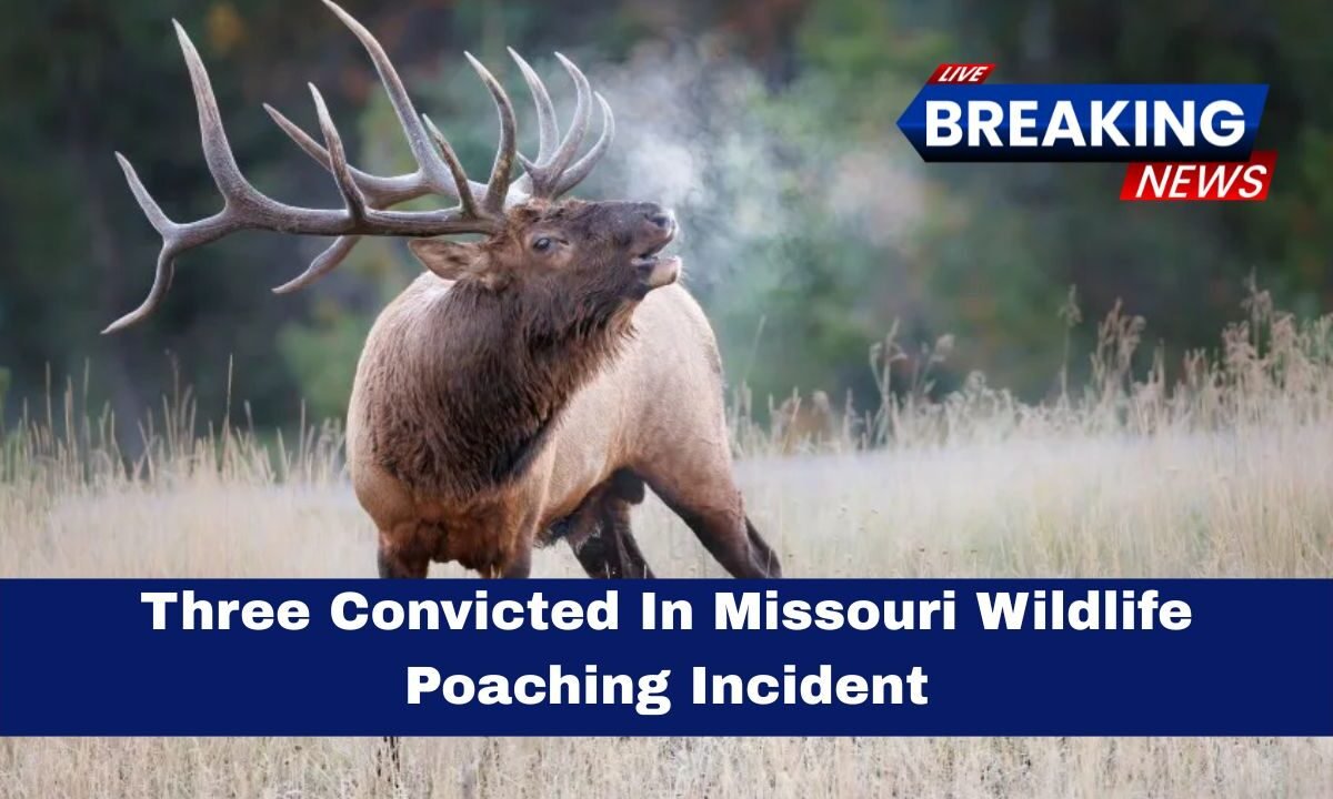 Three Convicted In Missouri Wildlife Poaching Incident