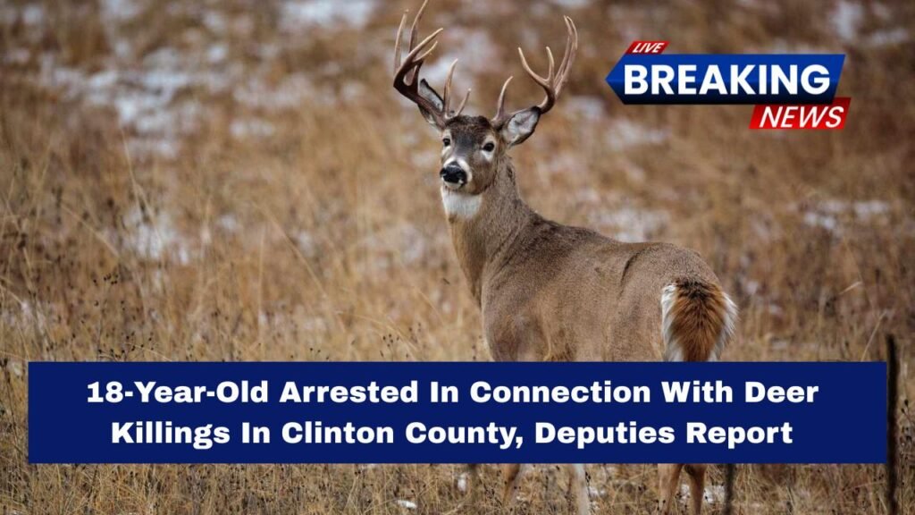 18-Year-Old Arrested In Connection With Deer Killings In Clinton County, Deputies Report