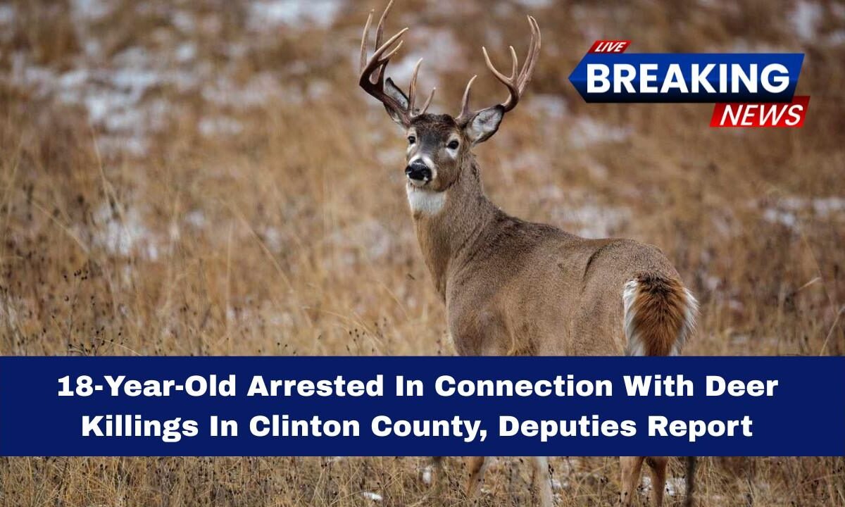 18-Year-Old Arrested In Connection With Deer Killings In Clinton County, Deputies Report