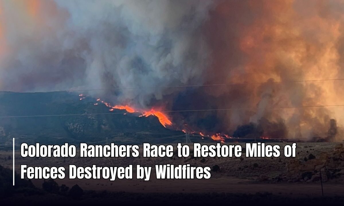 Colorado Ranchers Race to Restore Miles of Fences Destroyed by Wildfires