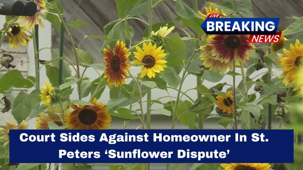 Court Sides Against Homeowner In St. Peters ‘Sunflower Dispute’