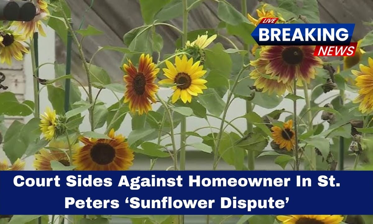 Court Sides Against Homeowner In St. Peters ‘Sunflower Dispute’