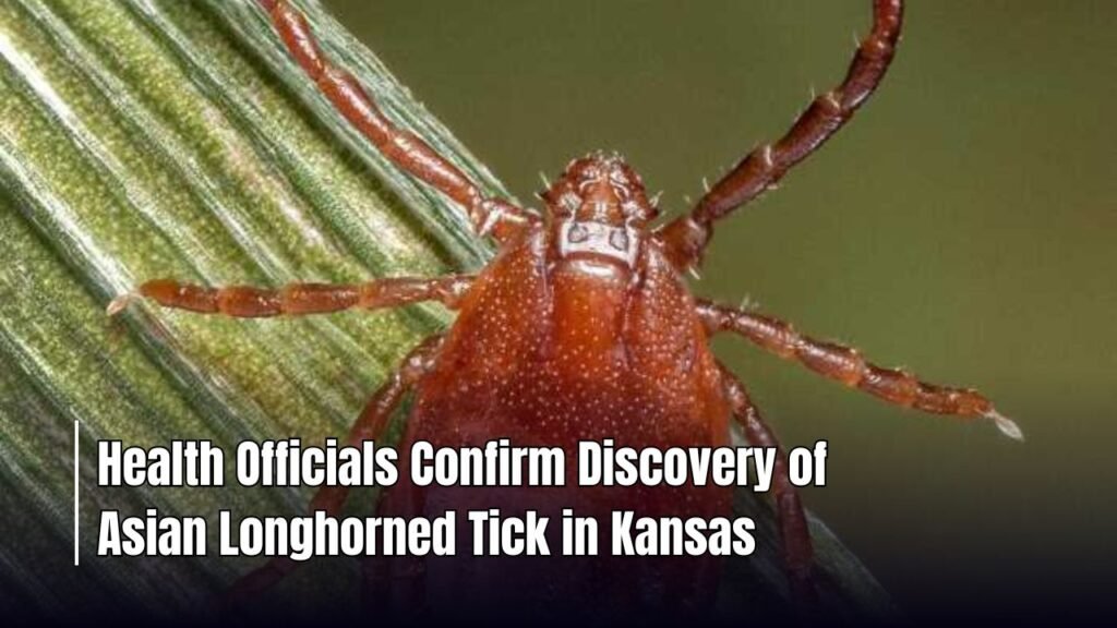 Health Officials Confirm Discovery of Asian Longhorned Tick in Kansas