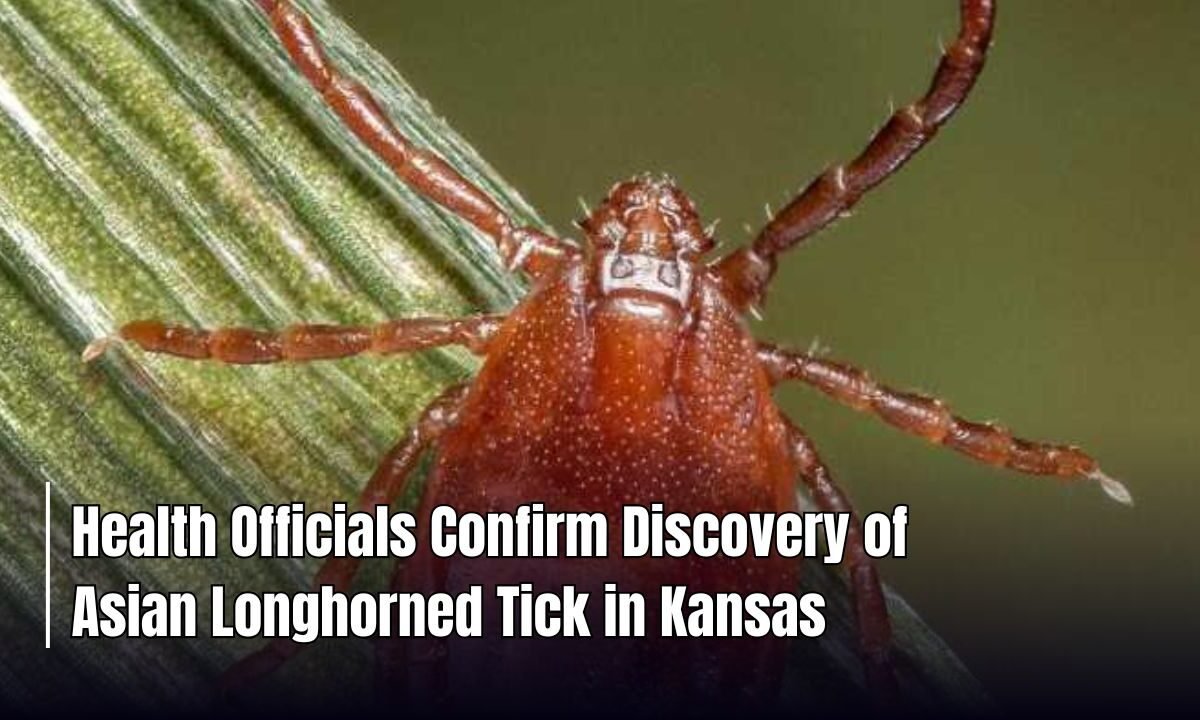 Health Officials Confirm Discovery of Asian Longhorned Tick in Kansas
