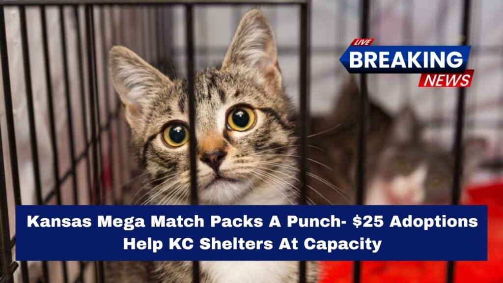 Kansas Mega Match Packs A Punch- $25 Adoptions Help KC Shelters At Capacity