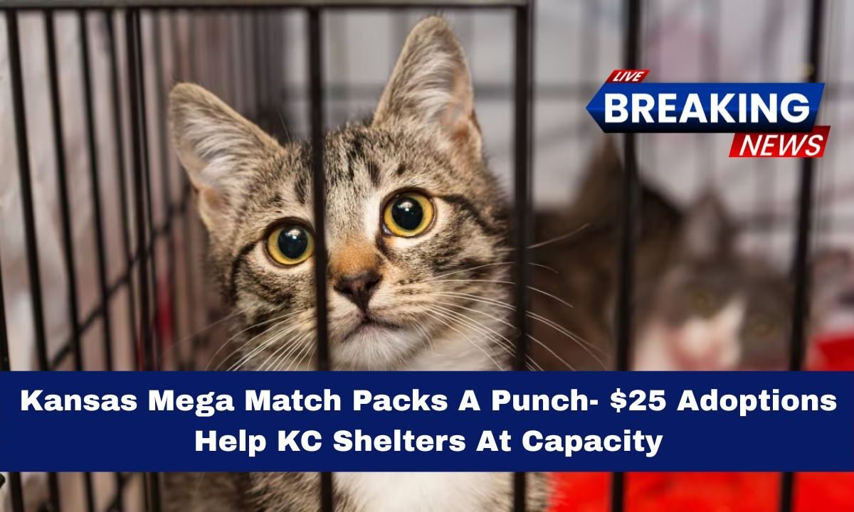 Kansas Mega Match Packs A Punch- $25 Adoptions Help KC Shelters At Capacity