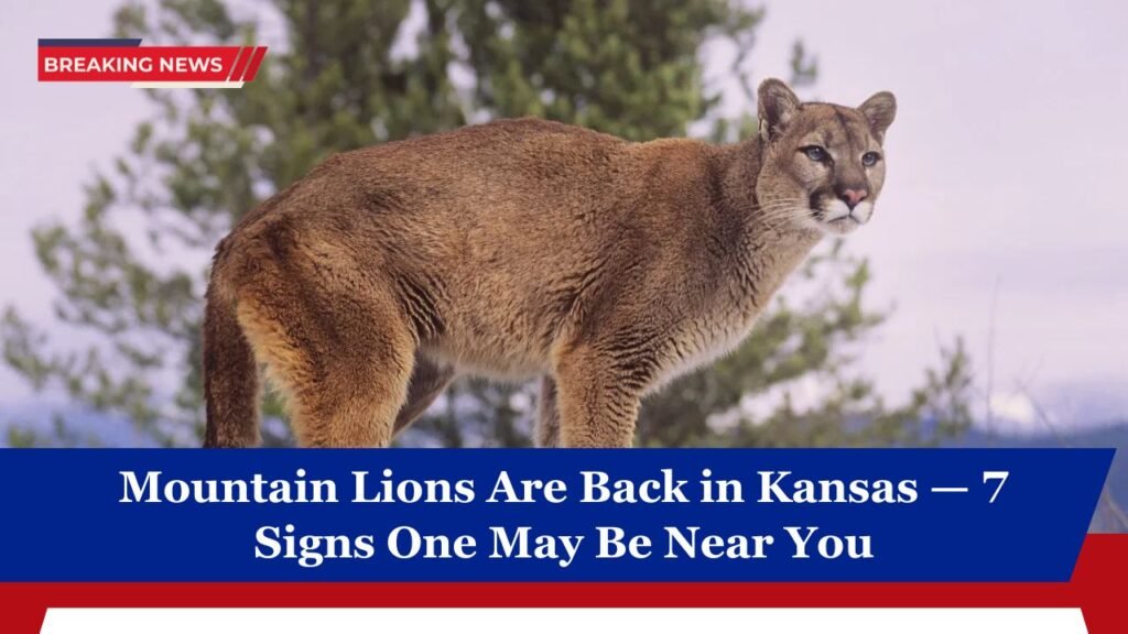 Mountain Lions Are Back in Kansas — 7 Signs One May Be Near You
