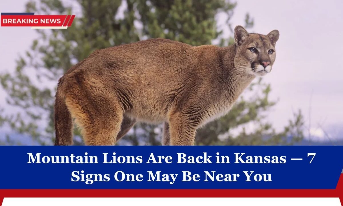 Mountain Lions Are Back in Kansas — 7 Signs One May Be Near You