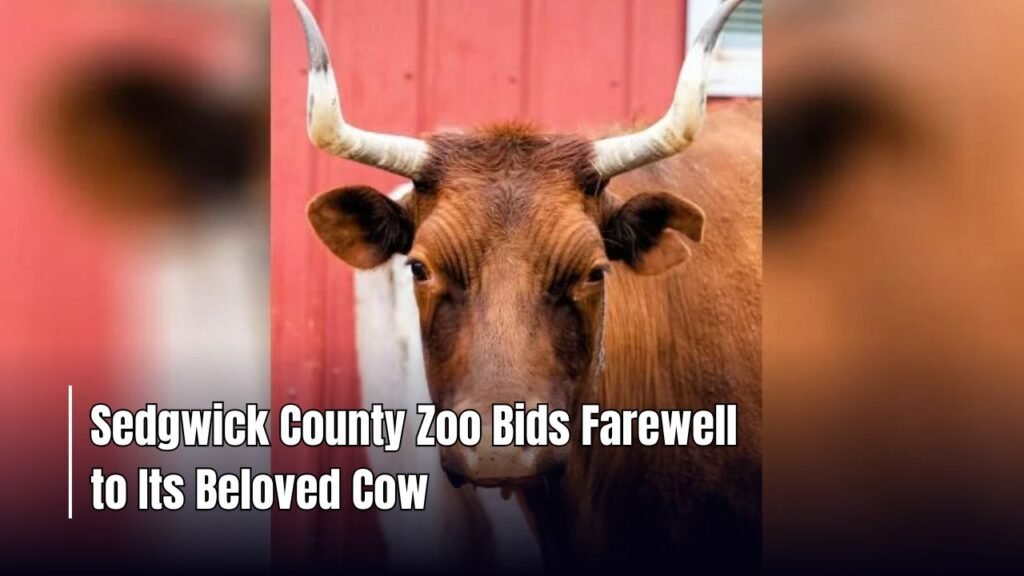 Sedgwick County Zoo Bids Farewell to Its Beloved Cow
