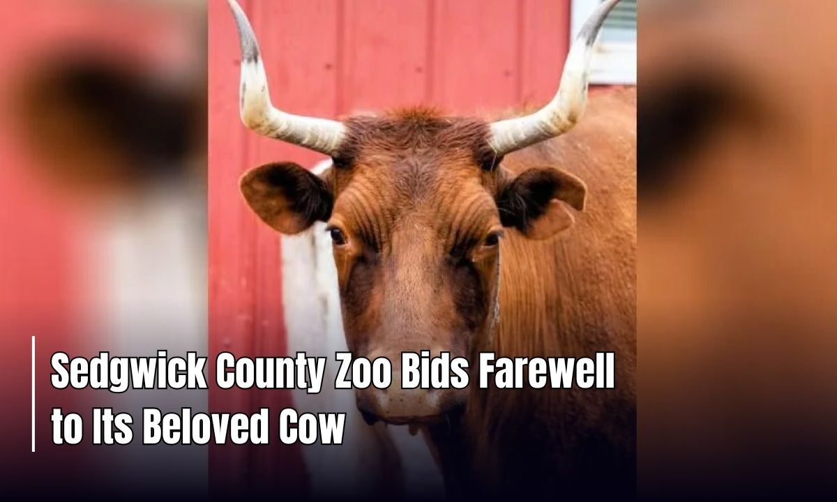Sedgwick County Zoo Bids Farewell to Its Beloved Cow