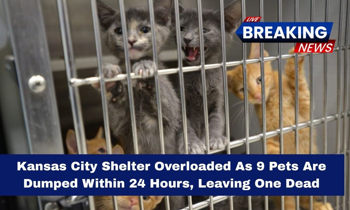 Kansas City Shelter Overloaded As 9 Pets Are Dumped Within 24 Hours, Leaving One Dead