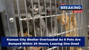 Kansas City Shelter Overloaded As 9 Pets Are Dumped Within 24 Hours, Leaving One Dead