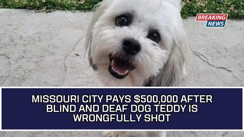 Missouri City Pays $500,000 After Blind And Deaf Dog Teddy Is Wrongfully Shot
