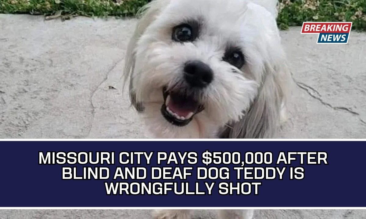 Missouri City Pays $500,000 After Blind And Deaf Dog Teddy Is Wrongfully Shot