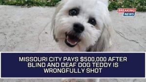 Missouri City Pays $500,000 After Blind And Deaf Dog Teddy Is Wrongfully Shot