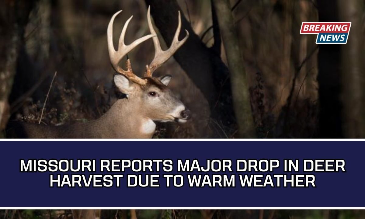 Missouri Reports Major Drop In Deer Harvest Due To Warm Weather