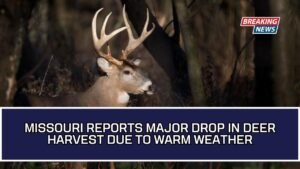 Missouri Reports Major Drop In Deer Harvest Due To Warm Weather