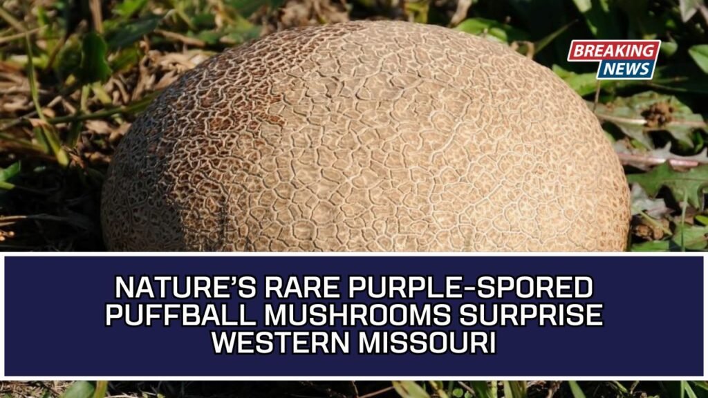Nature’s Rare Purple-Spored Puffball Mushrooms Surprise Western Missouri