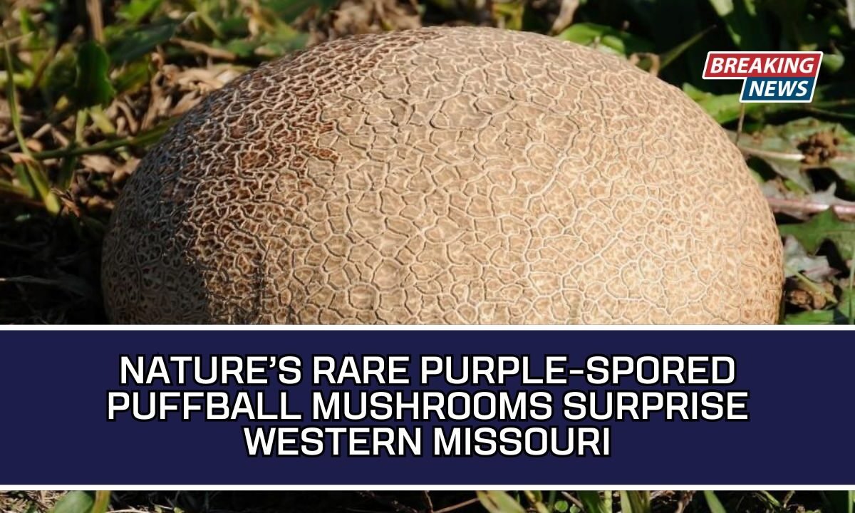 Nature’s Rare Purple-Spored Puffball Mushrooms Surprise Western Missouri