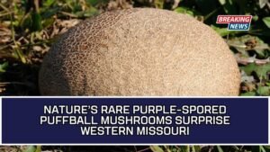 Nature’s Rare Purple-Spored Puffball Mushrooms Surprise Western Missouri