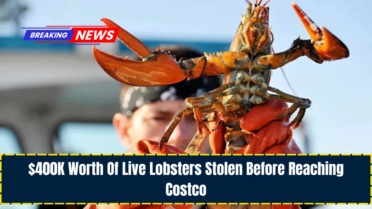 $400K Worth Of Live Lobsters Stolen Before Reaching Costco