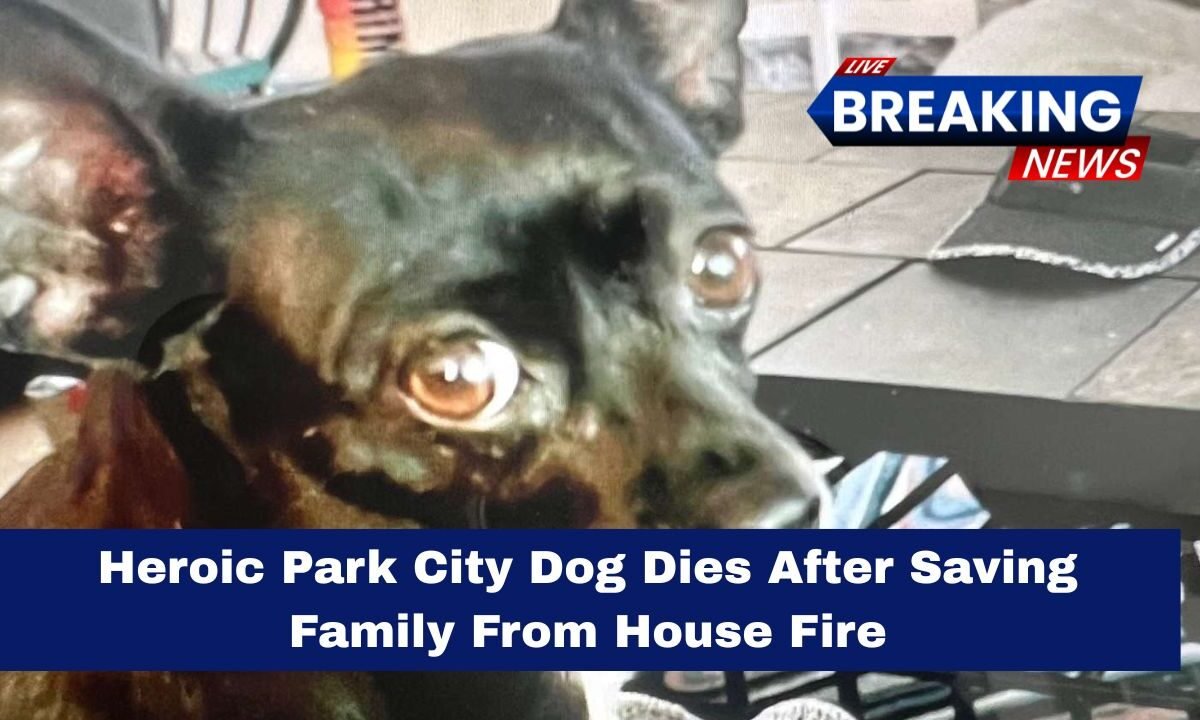 Heroic Park City Dog Dies After Saving Family From House Fire