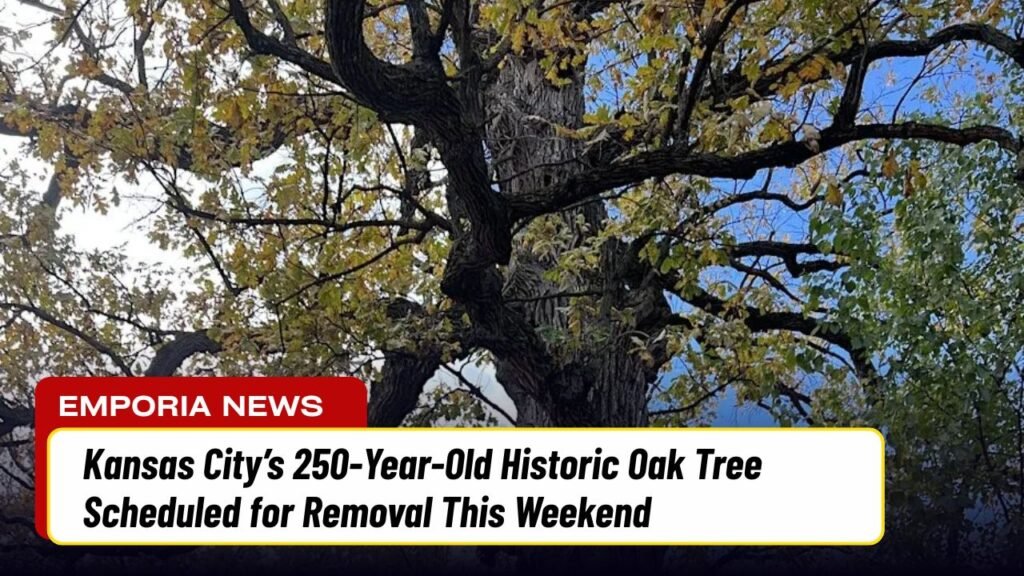 Kansas City’s 250-Year-Old Historic Oak Tree Scheduled for Removal This Weekend