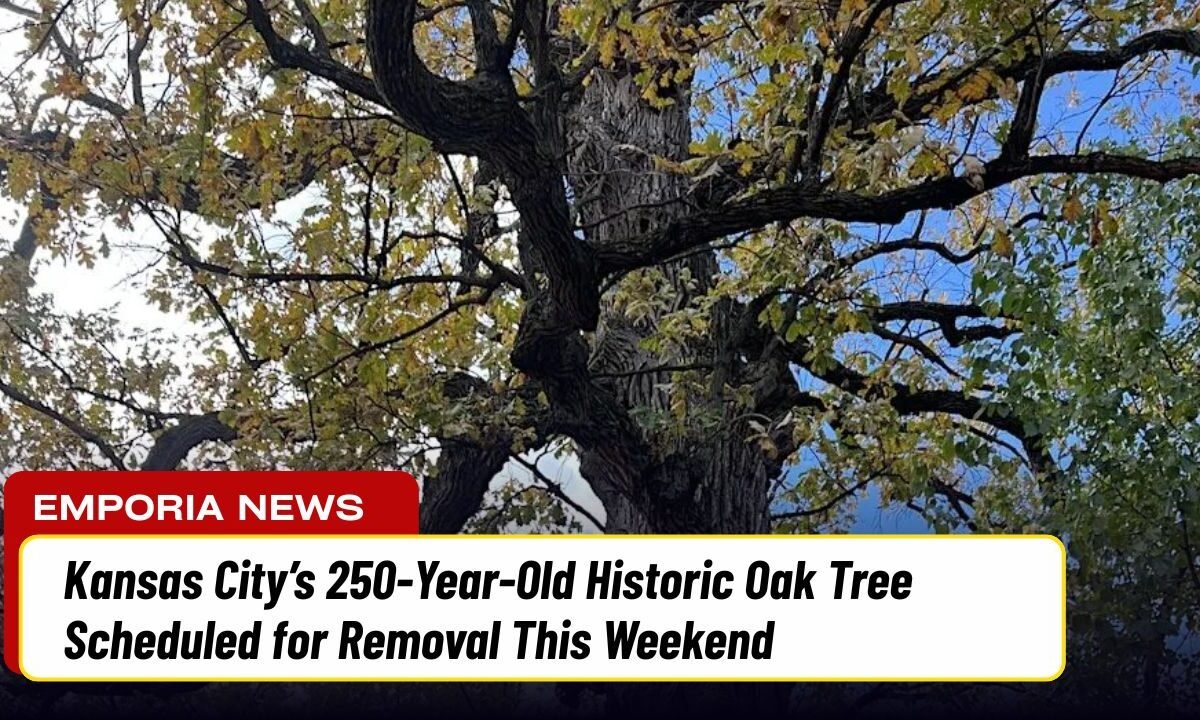 Kansas City’s 250-Year-Old Historic Oak Tree Scheduled for Removal This Weekend