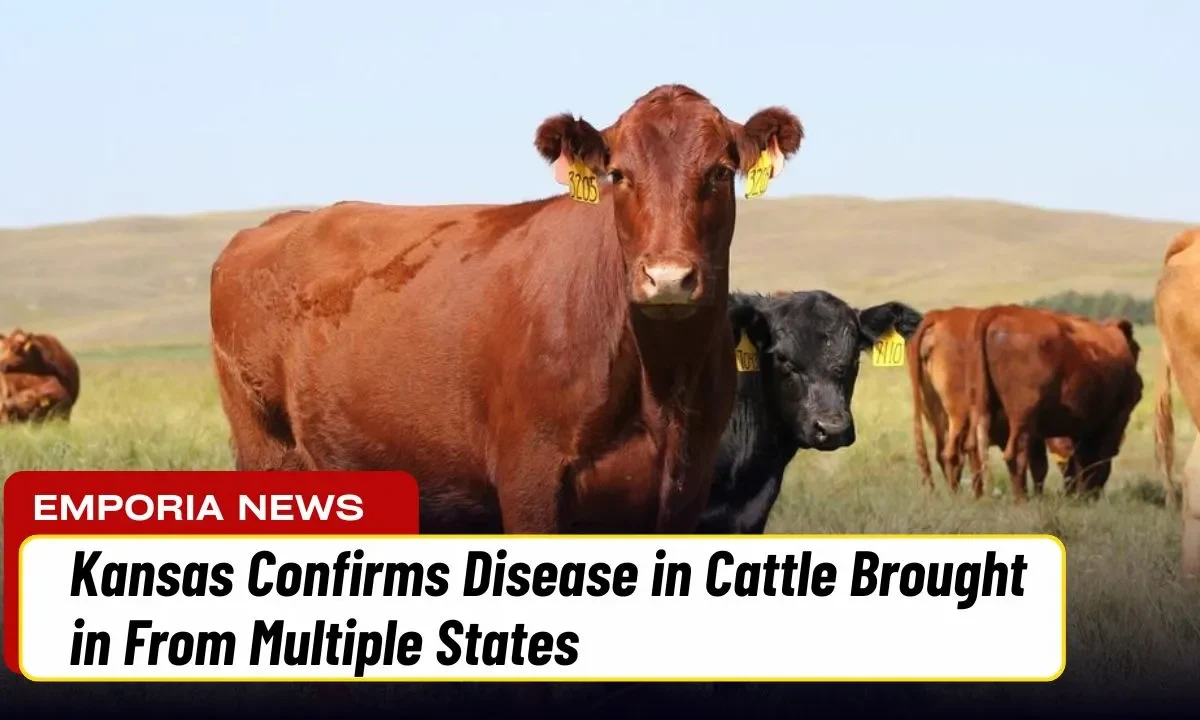 Kansas Confirms Disease in Cattle Brought in From Multiple States