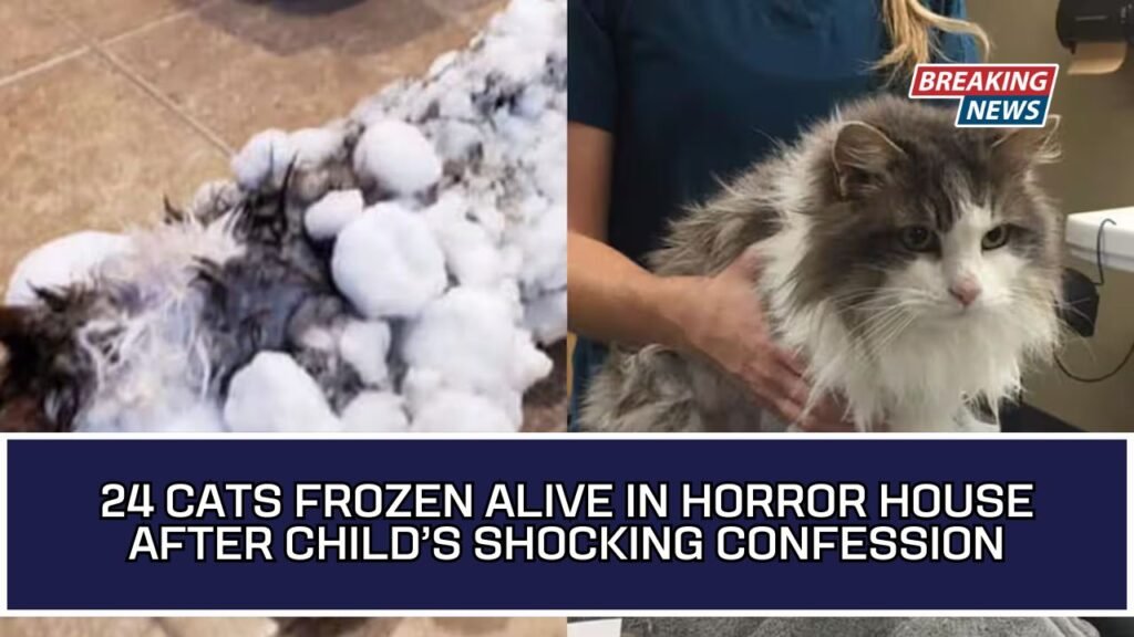 24 Cats Frozen Alive In Horror House After Child’s Shocking Confession